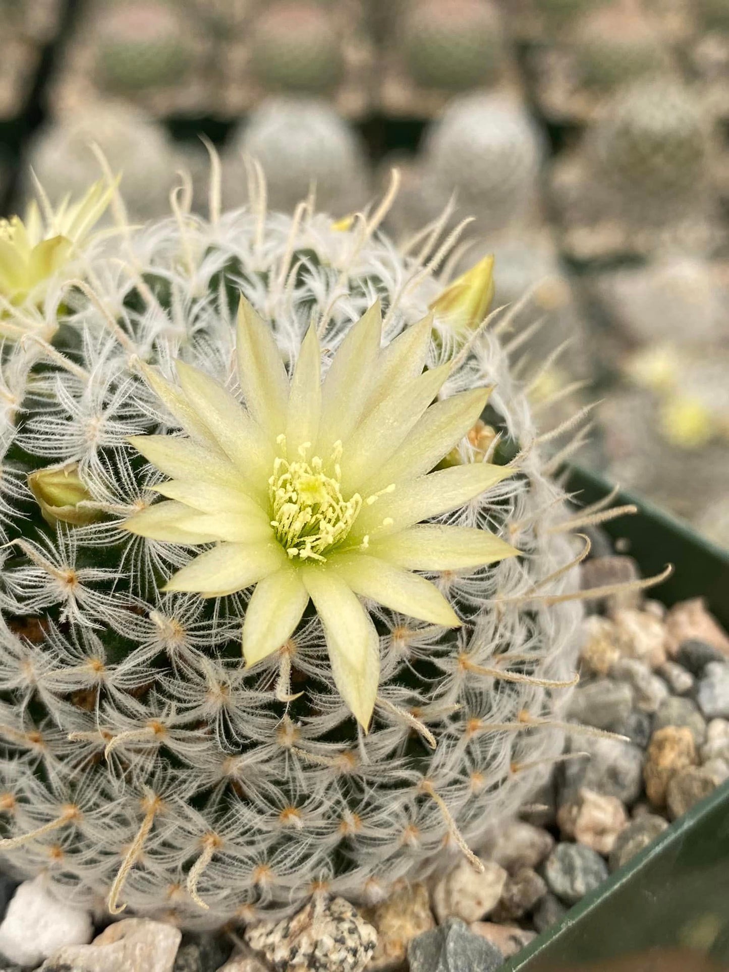 Mammillaria duwei