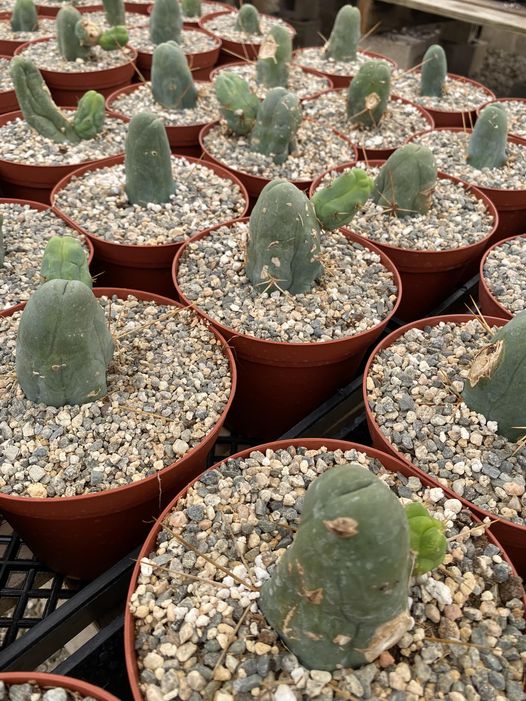 Trichocereus bridgesii f. Mounstruosos (cactus nepe)