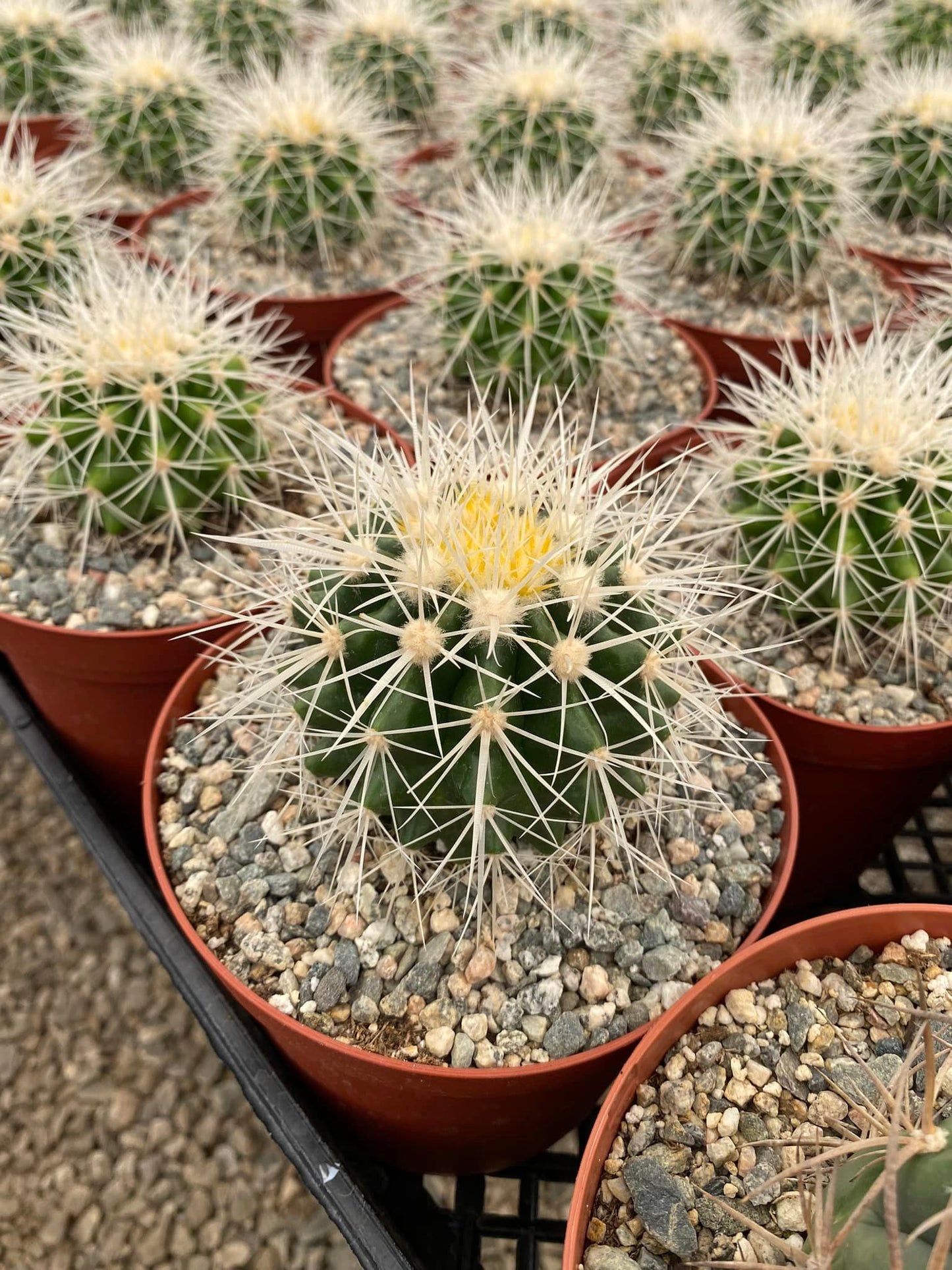 Echinocactus grusonii var. Albispinus