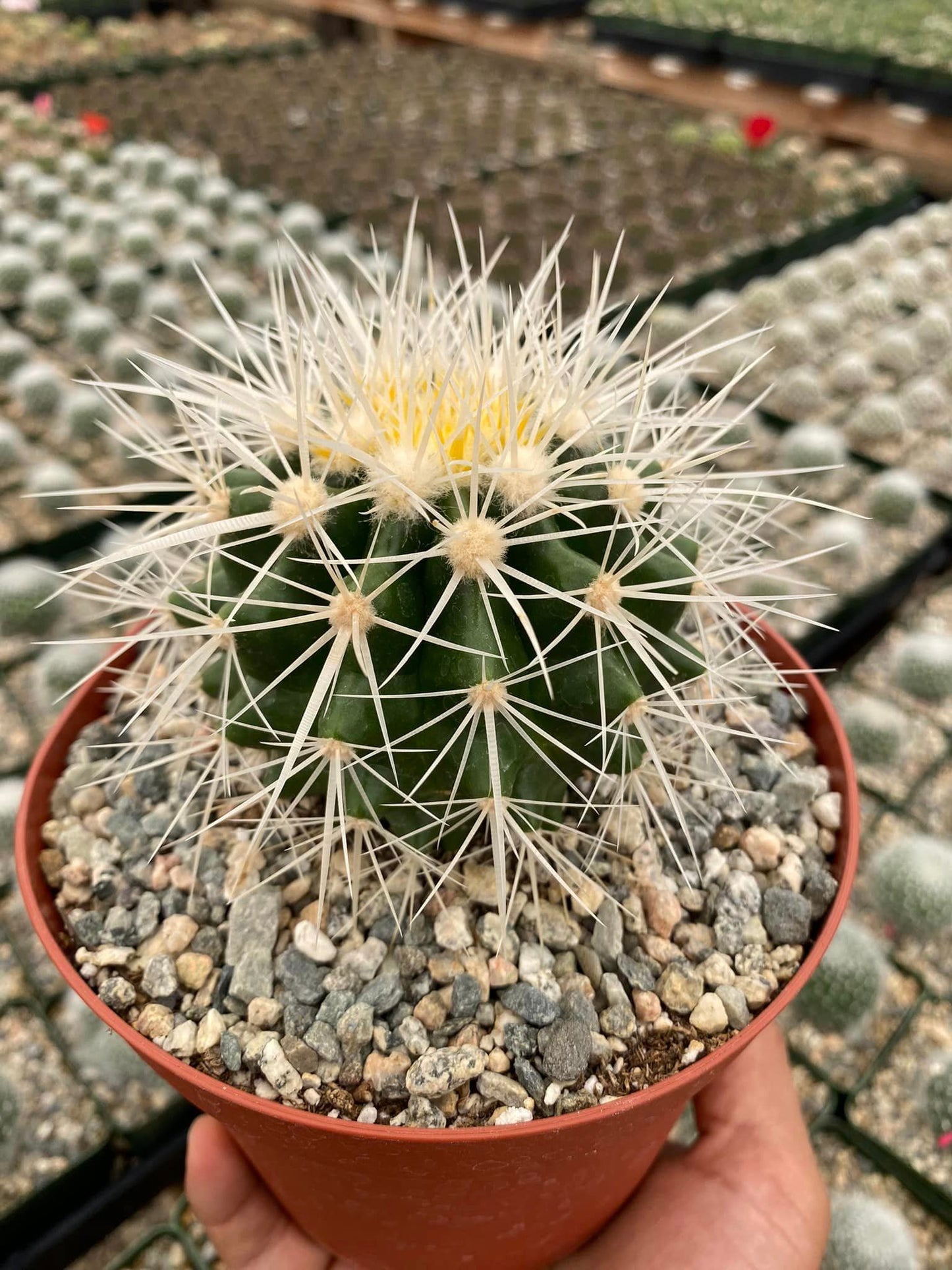 Echinocactus grusonii var. Albispinus