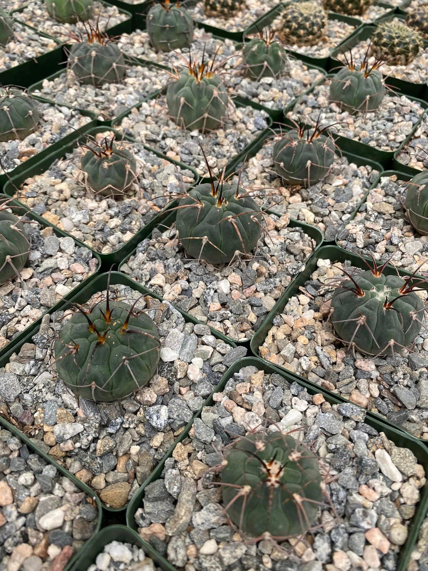 Gymnocalycium armatum