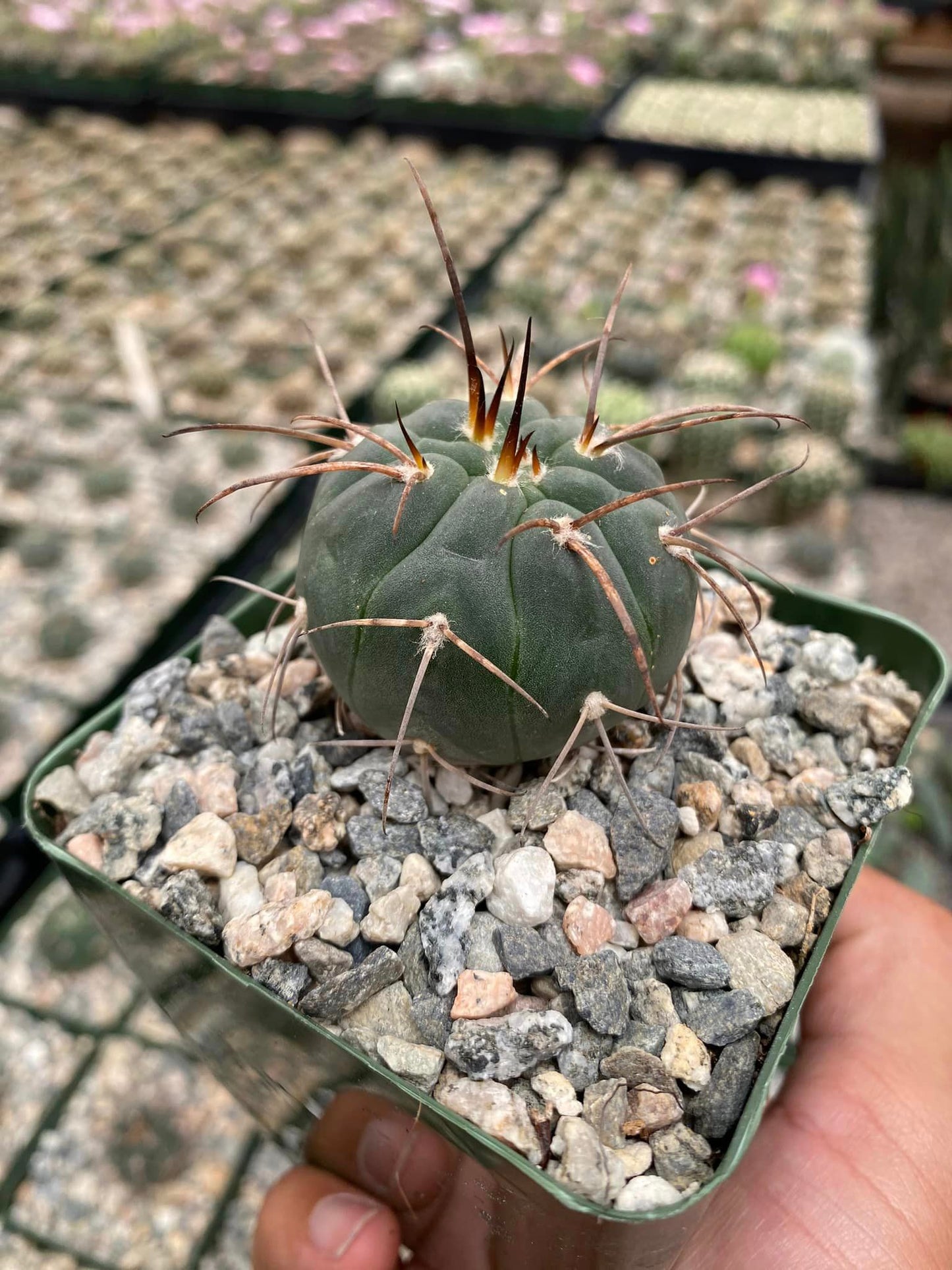 Gymnocalycium armatum