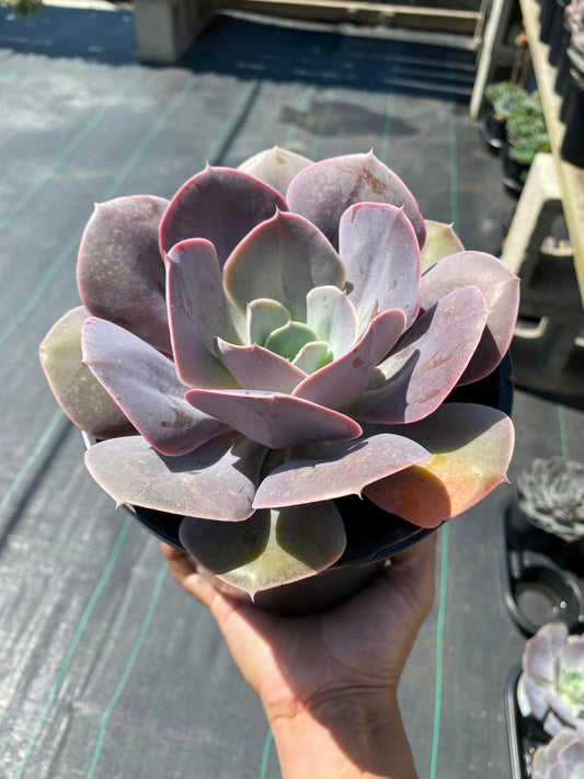 Echeveria creampuff