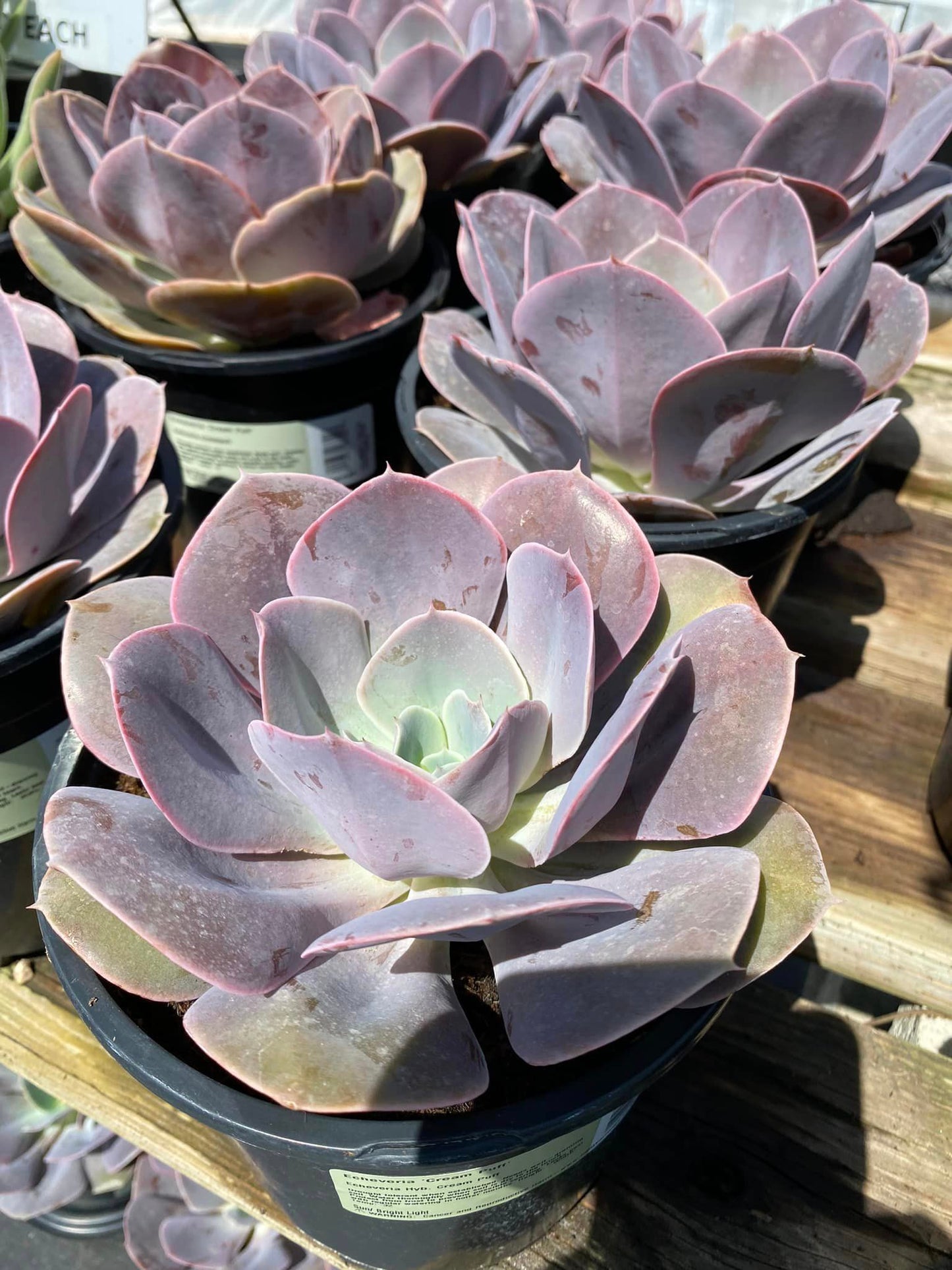 Echeveria creampuff