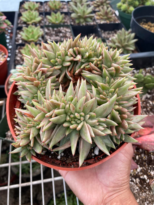 Cresta de agavoide elk horn Variegada