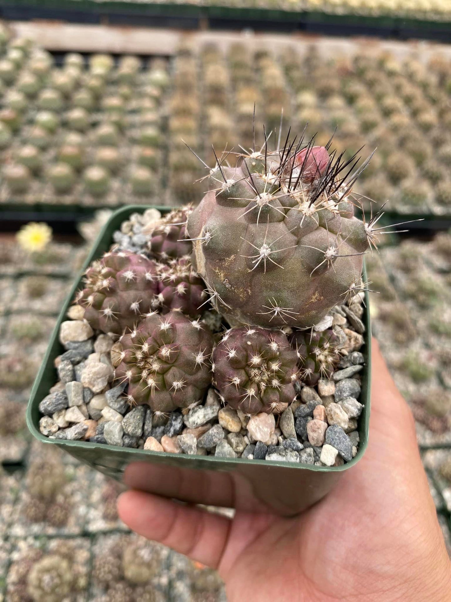 Copiapoa hypogaea var. Barquitensis