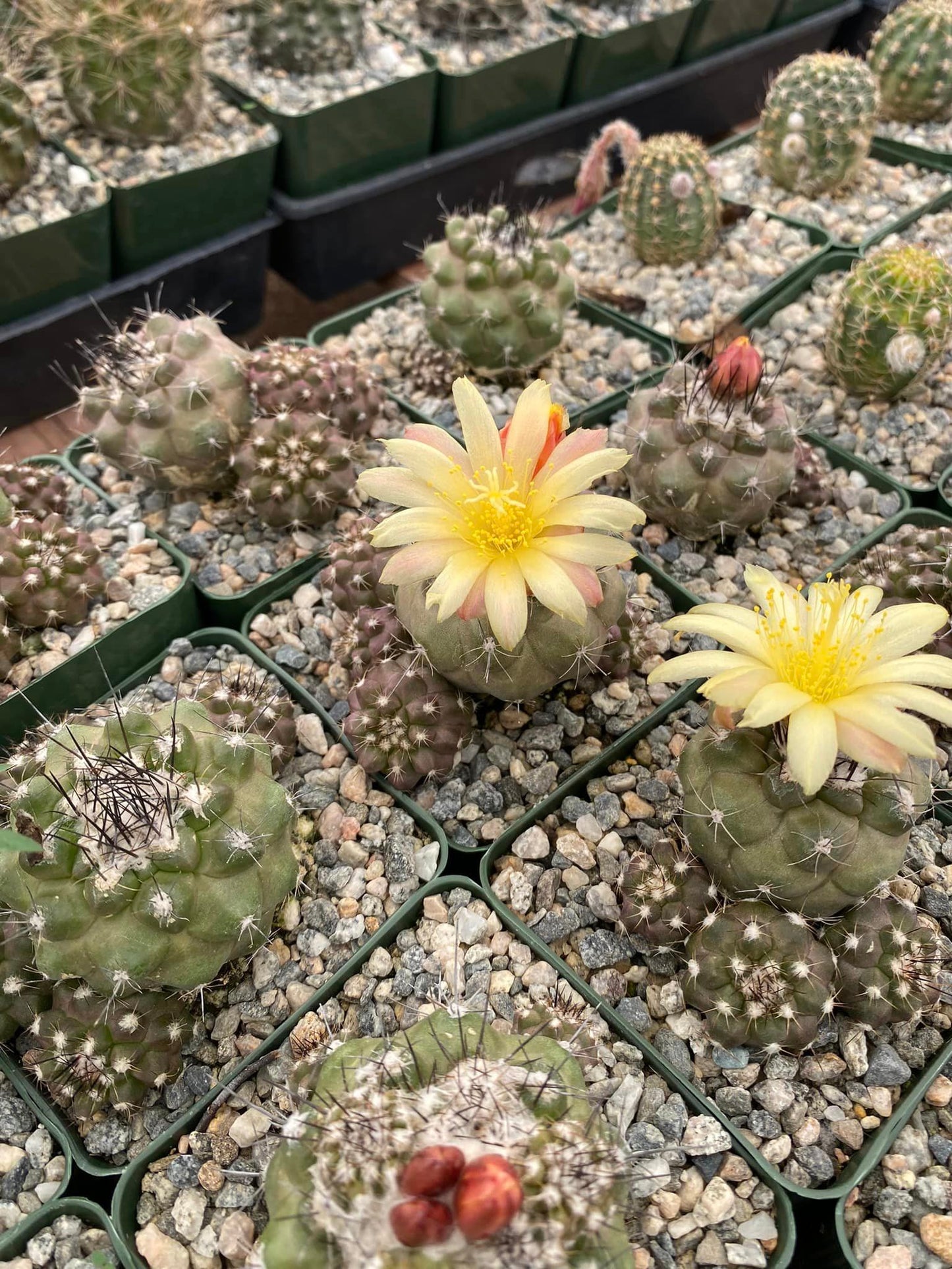 Copiapoa hypogaea var. Barquitensis