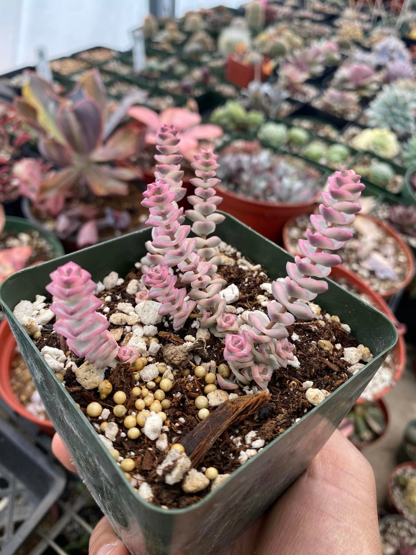 Crassula fantasy Variegada