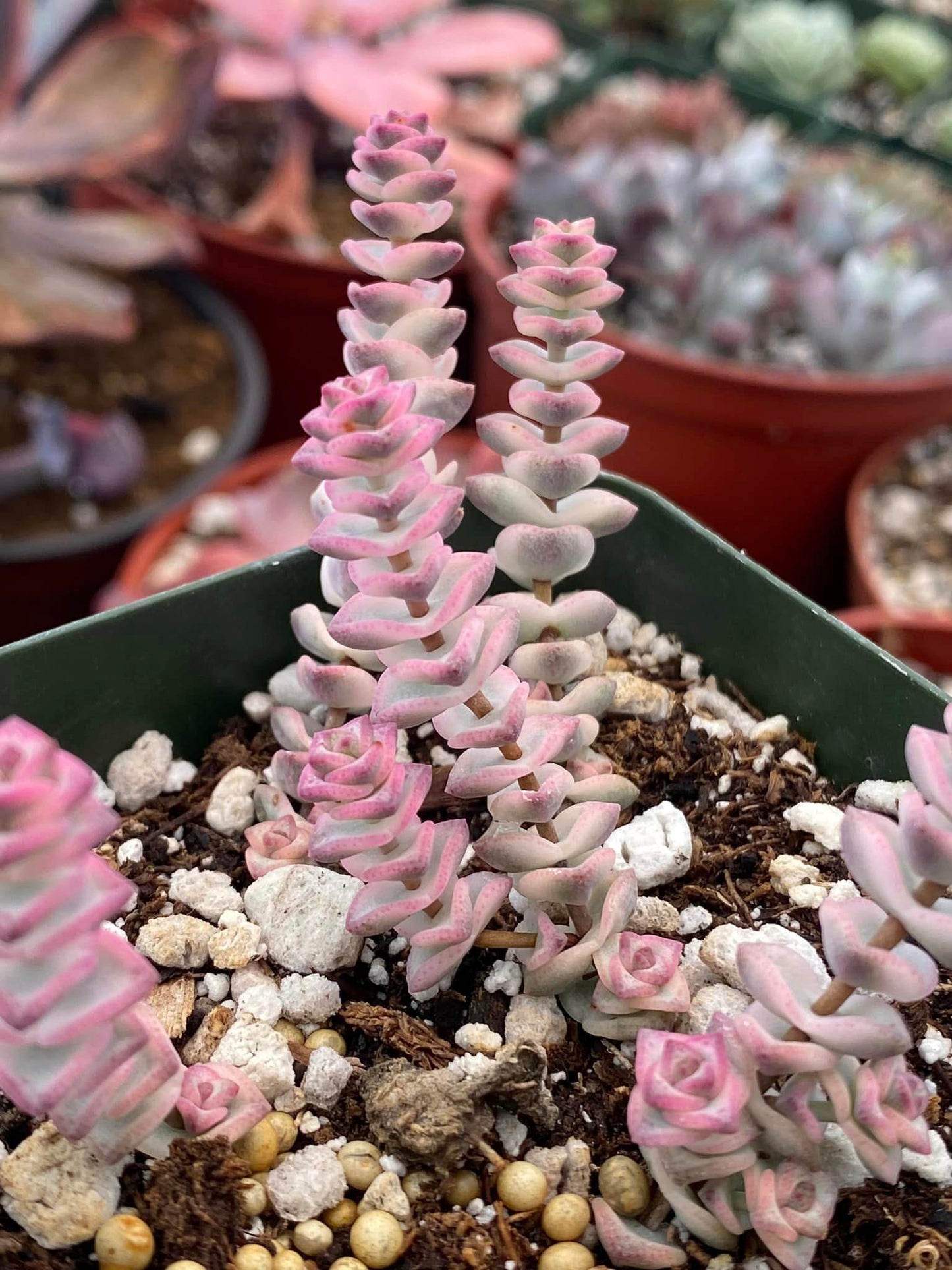 Crassula fantasy Variegada