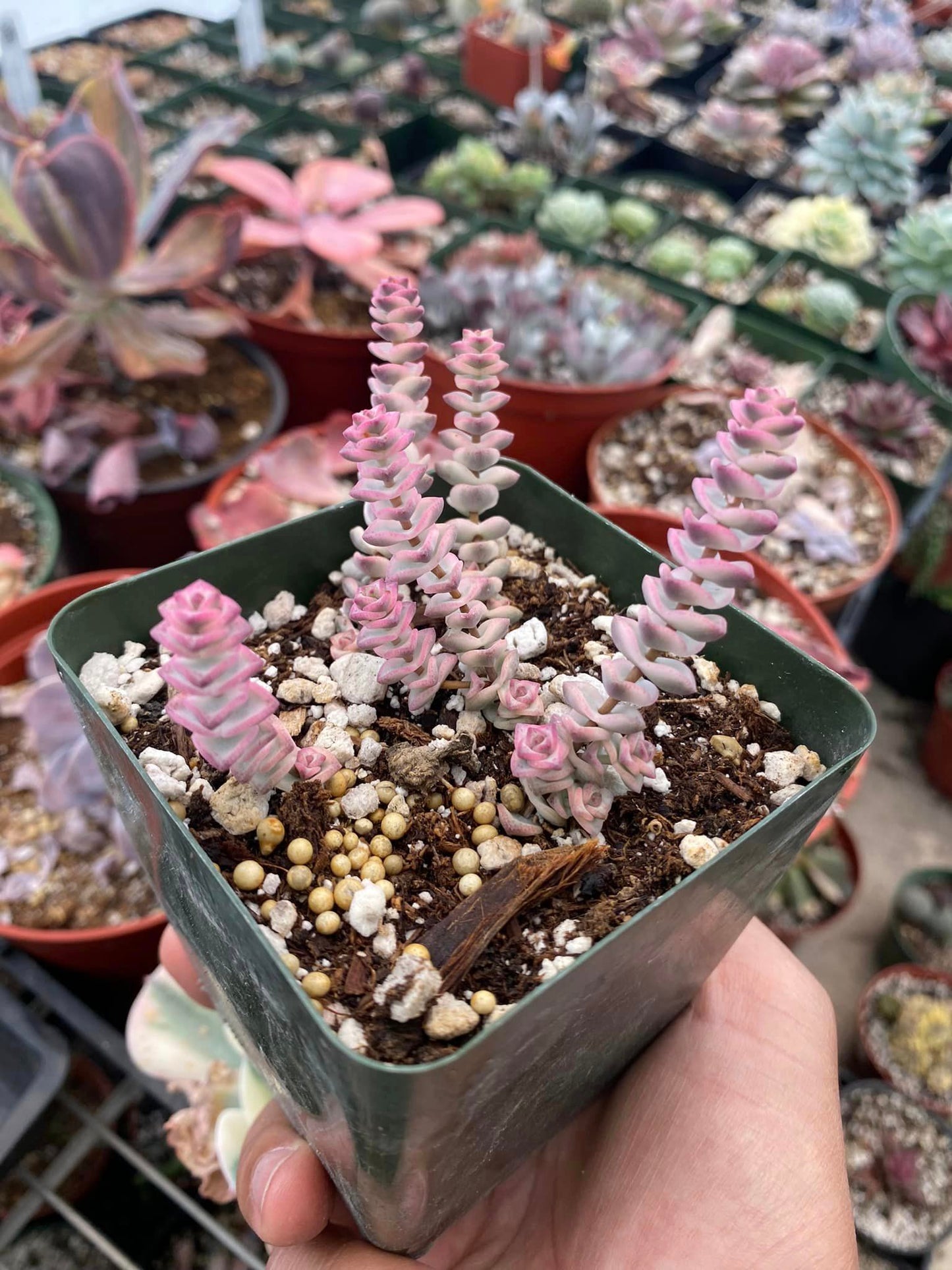 Crassula fantasy Variegada