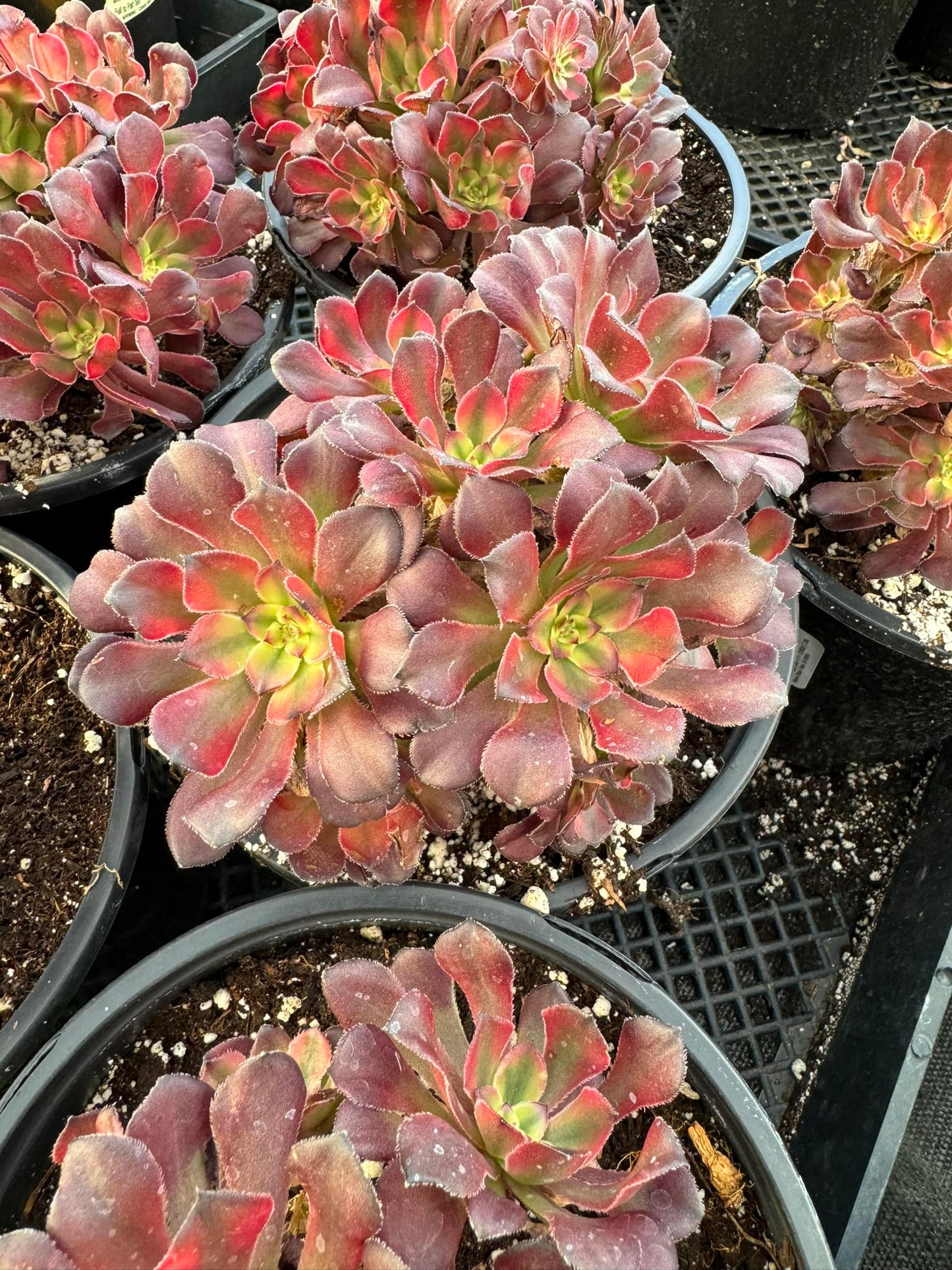 Aeonium 'Beauty' cluster