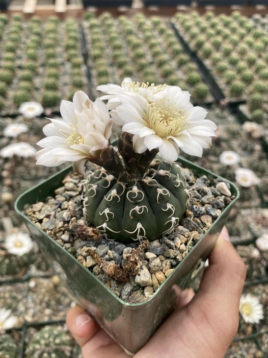 Gymnocalycium triacanthum