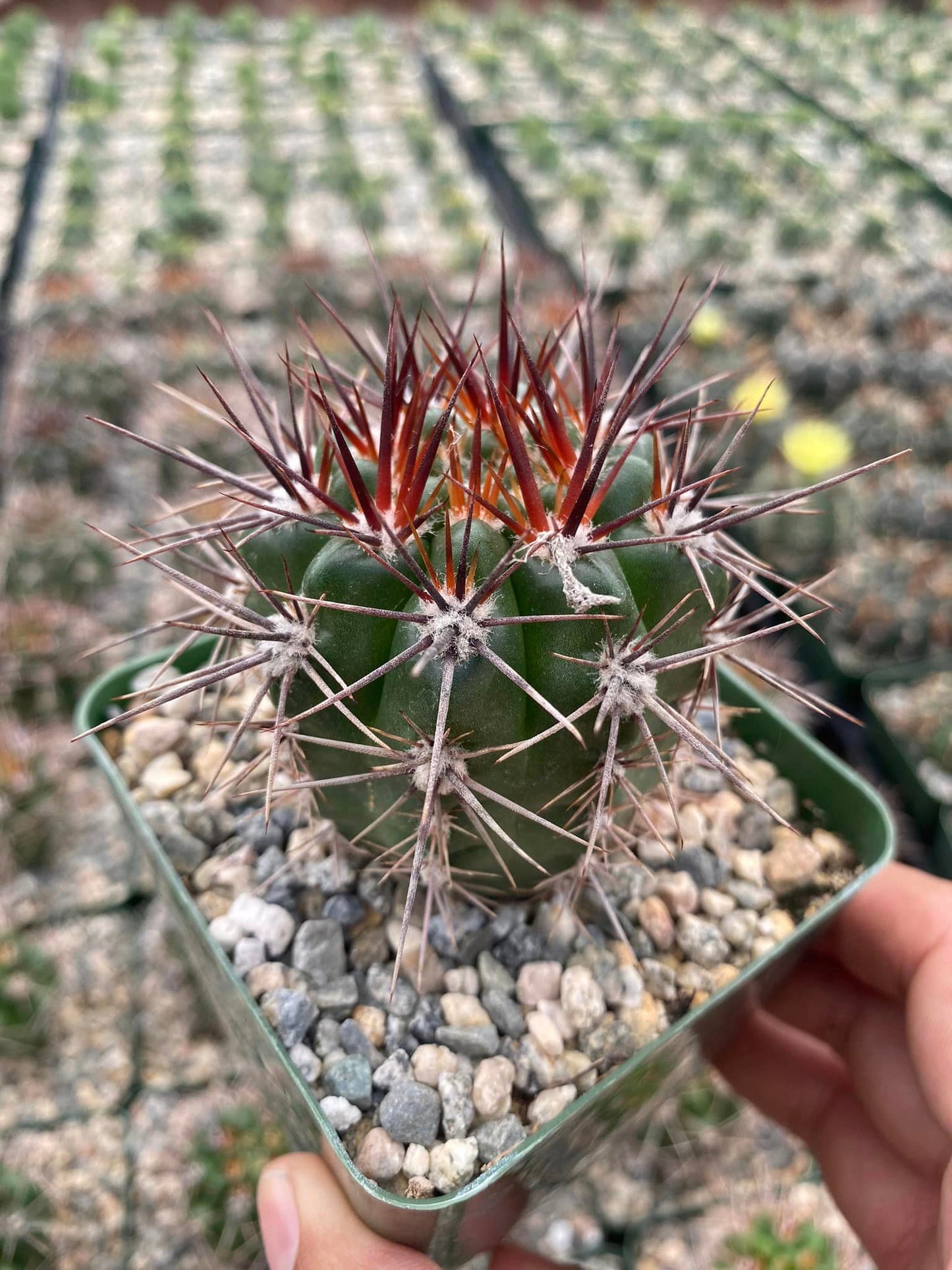 Gymnocalycium horridispinum