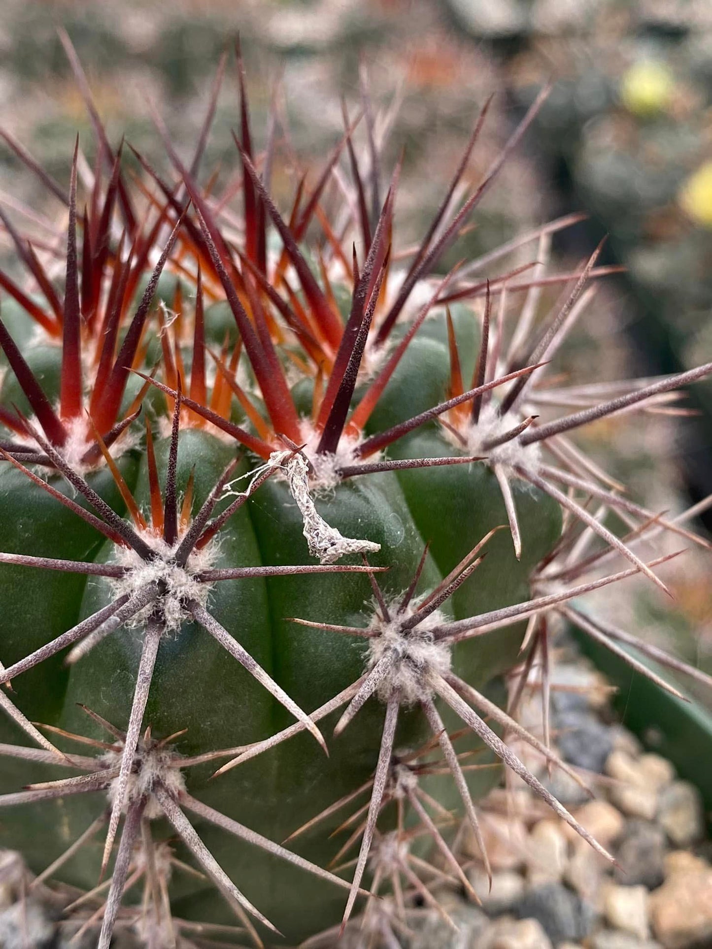 Gymnocalycium horridispinum