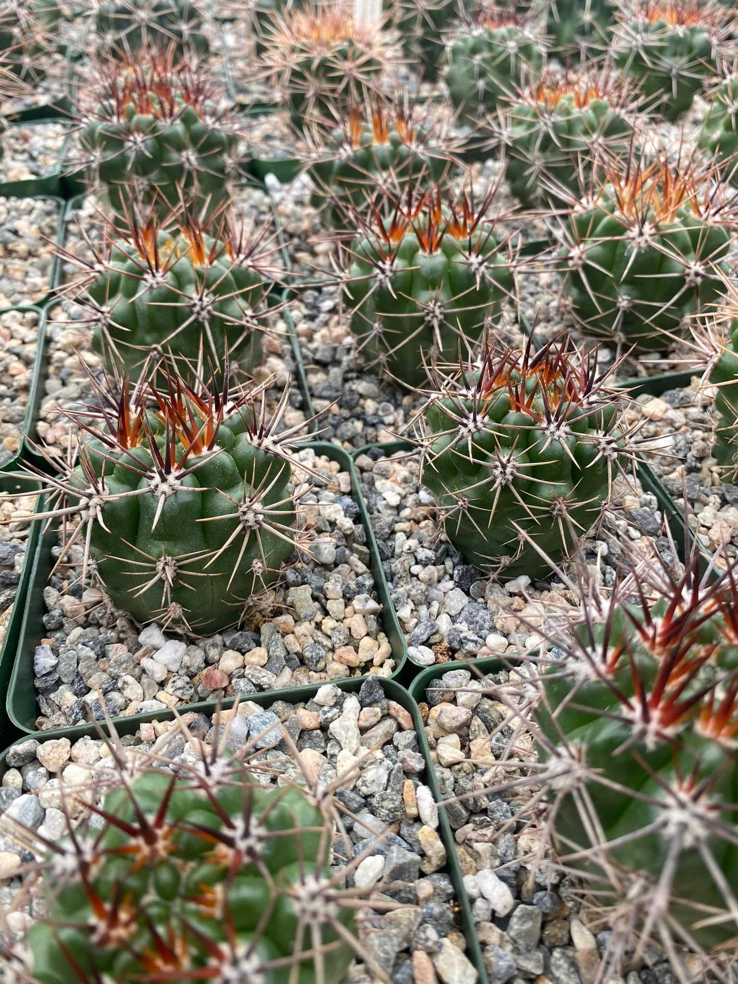 Gymnocalycium horridispinum