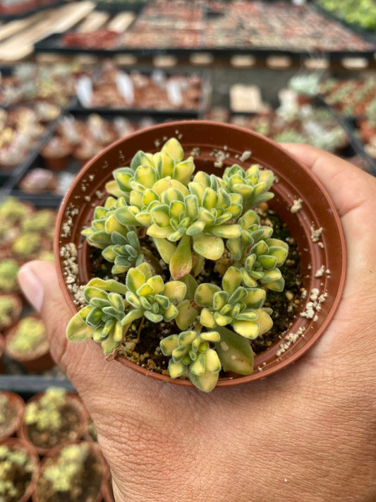 Aeonium spathulatum variegado