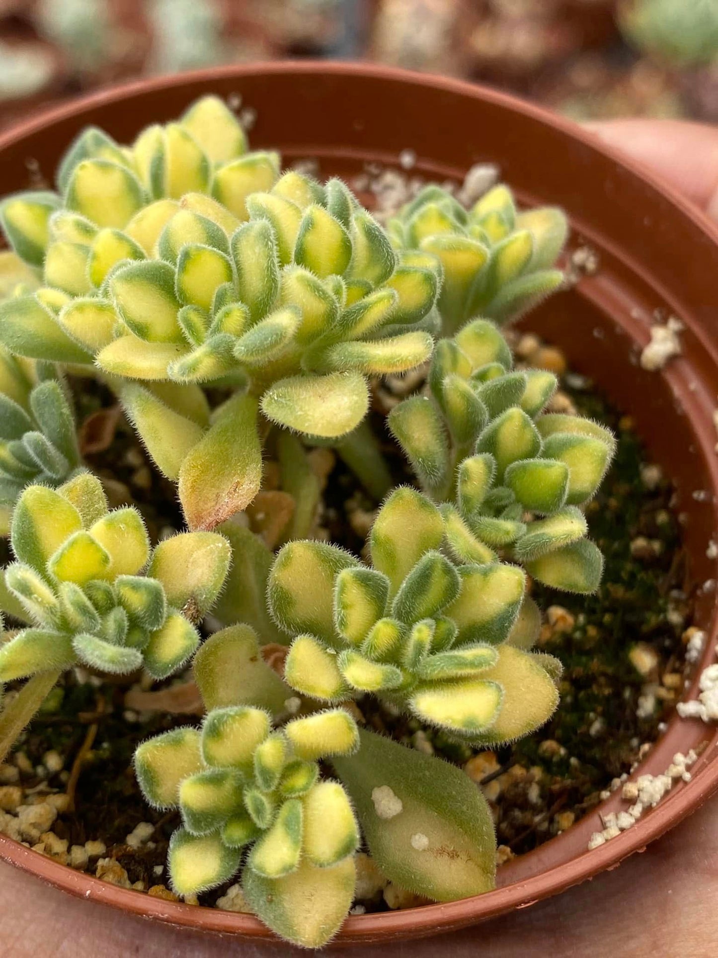 Aeonium spathulatum variegado