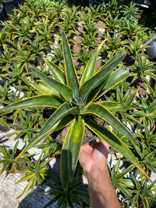 Agave desmettiana Variegado