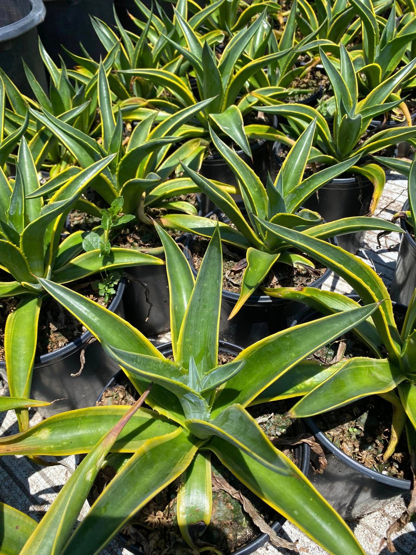 Agave desmettiana Variegado