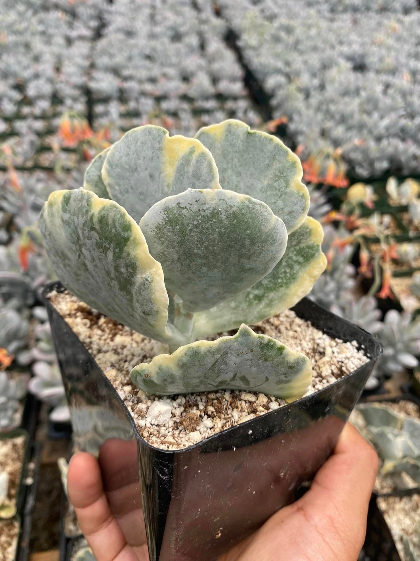 Cotyledon undulata variegado