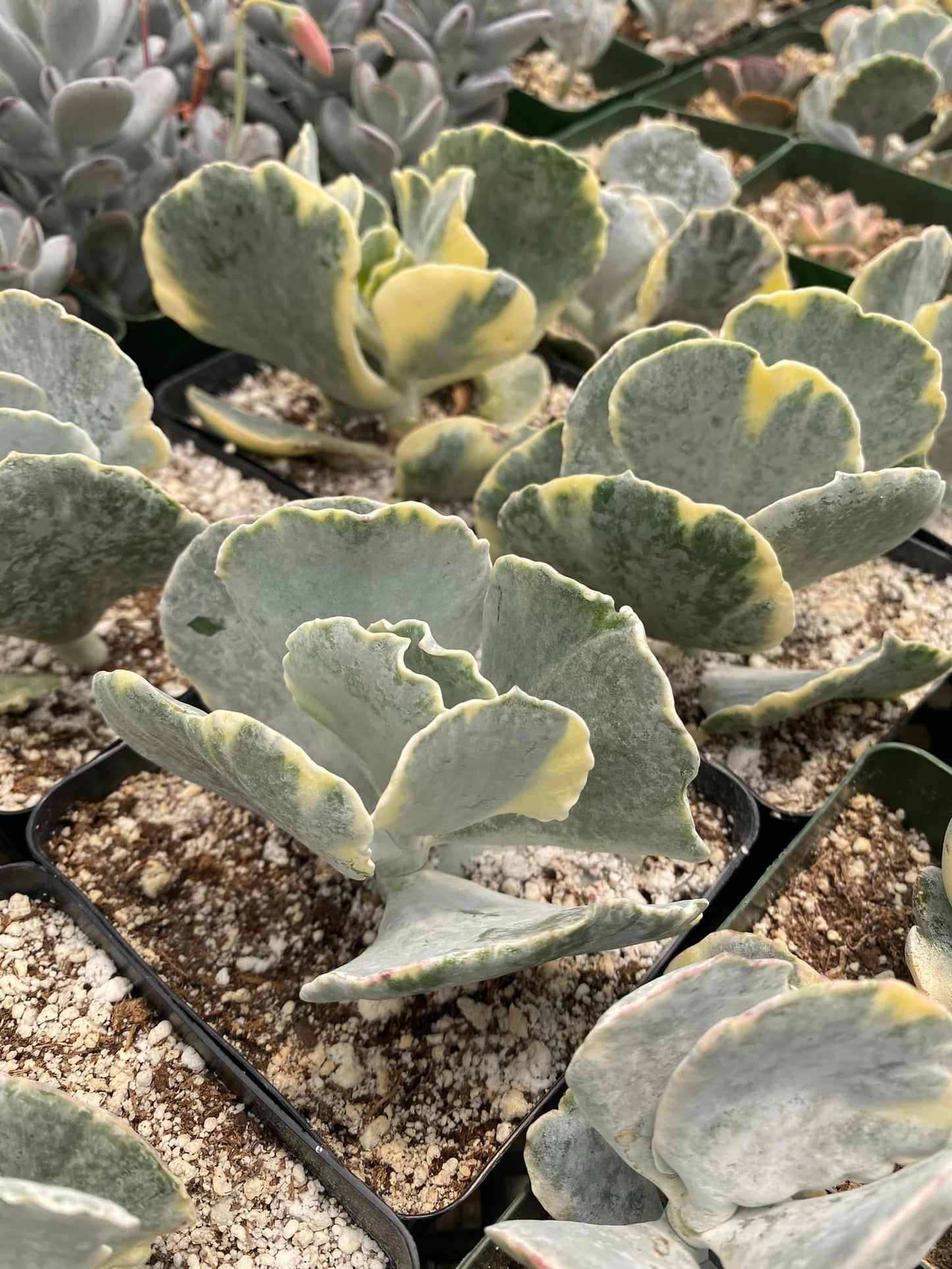 Cotyledon undulata variegado