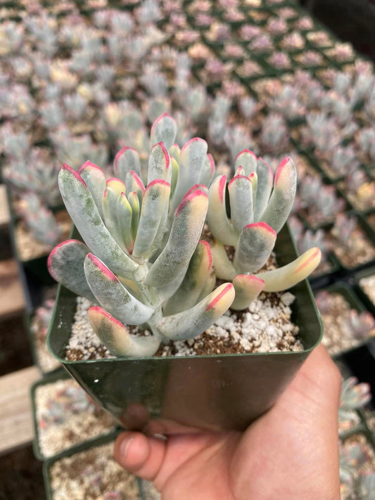 Cotyledon orbiculata var. Flanaganii variegado