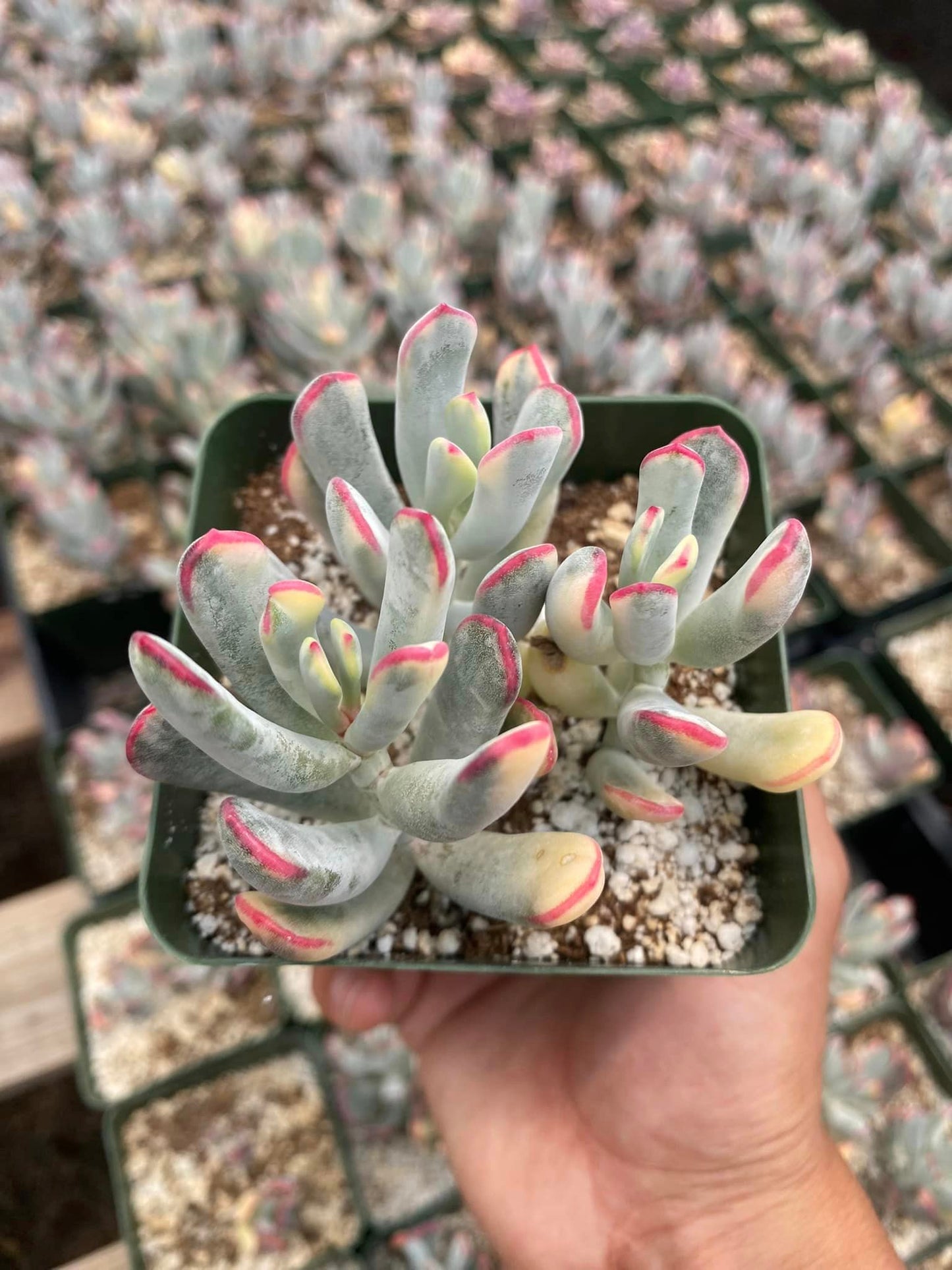 Cotyledon orbiculata var. Flanaganii variegado