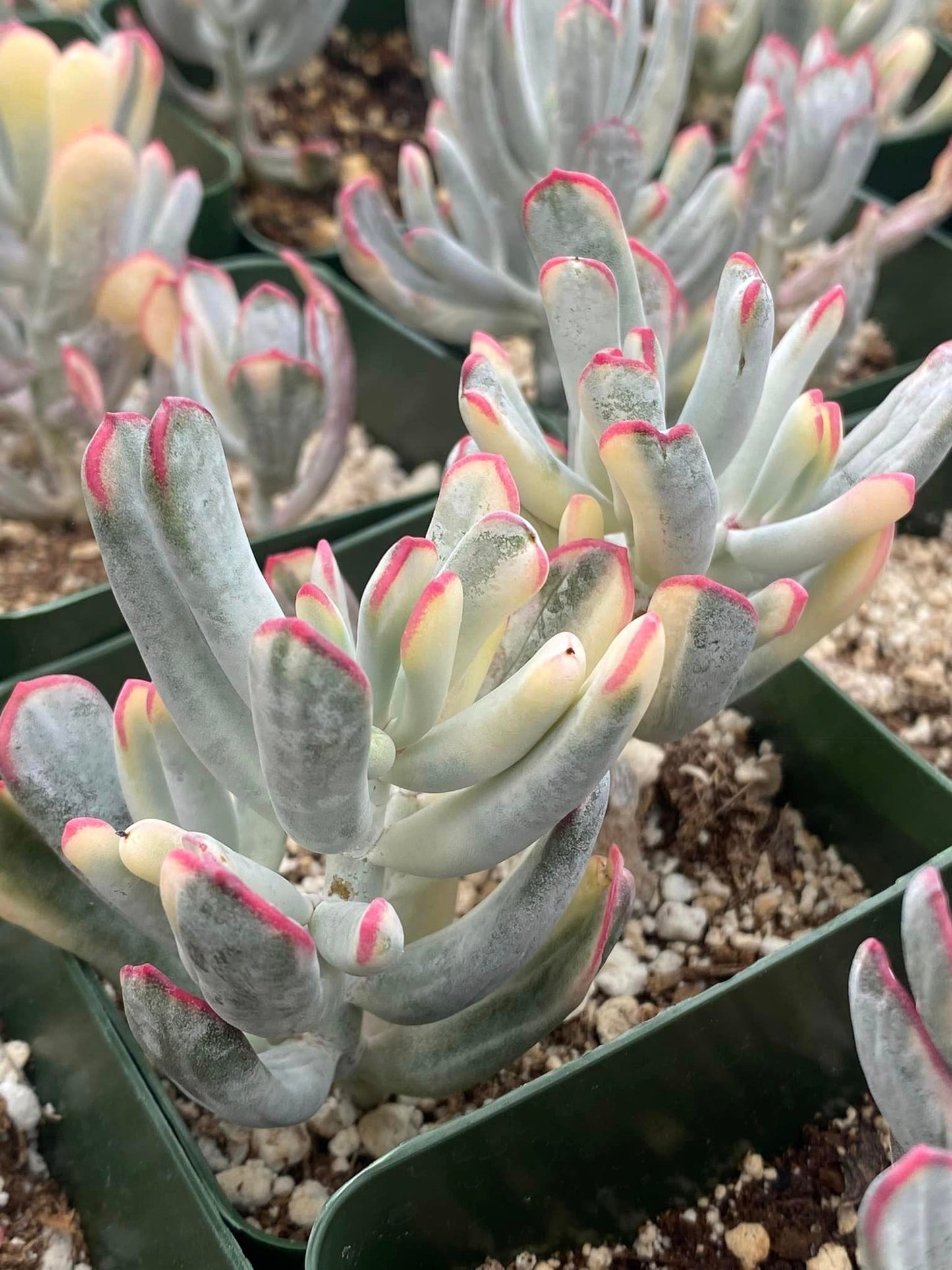 Cotyledon orbiculata var. Flanaganii variegado