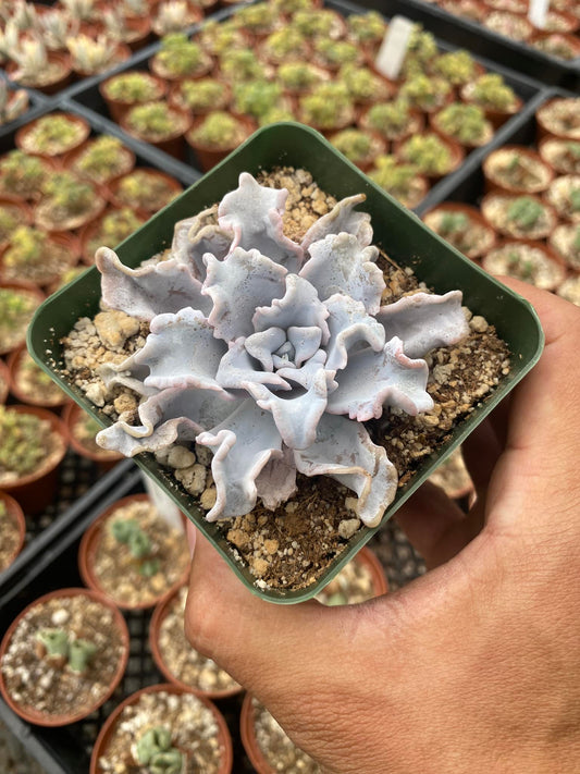 Echeveria crispate beauty