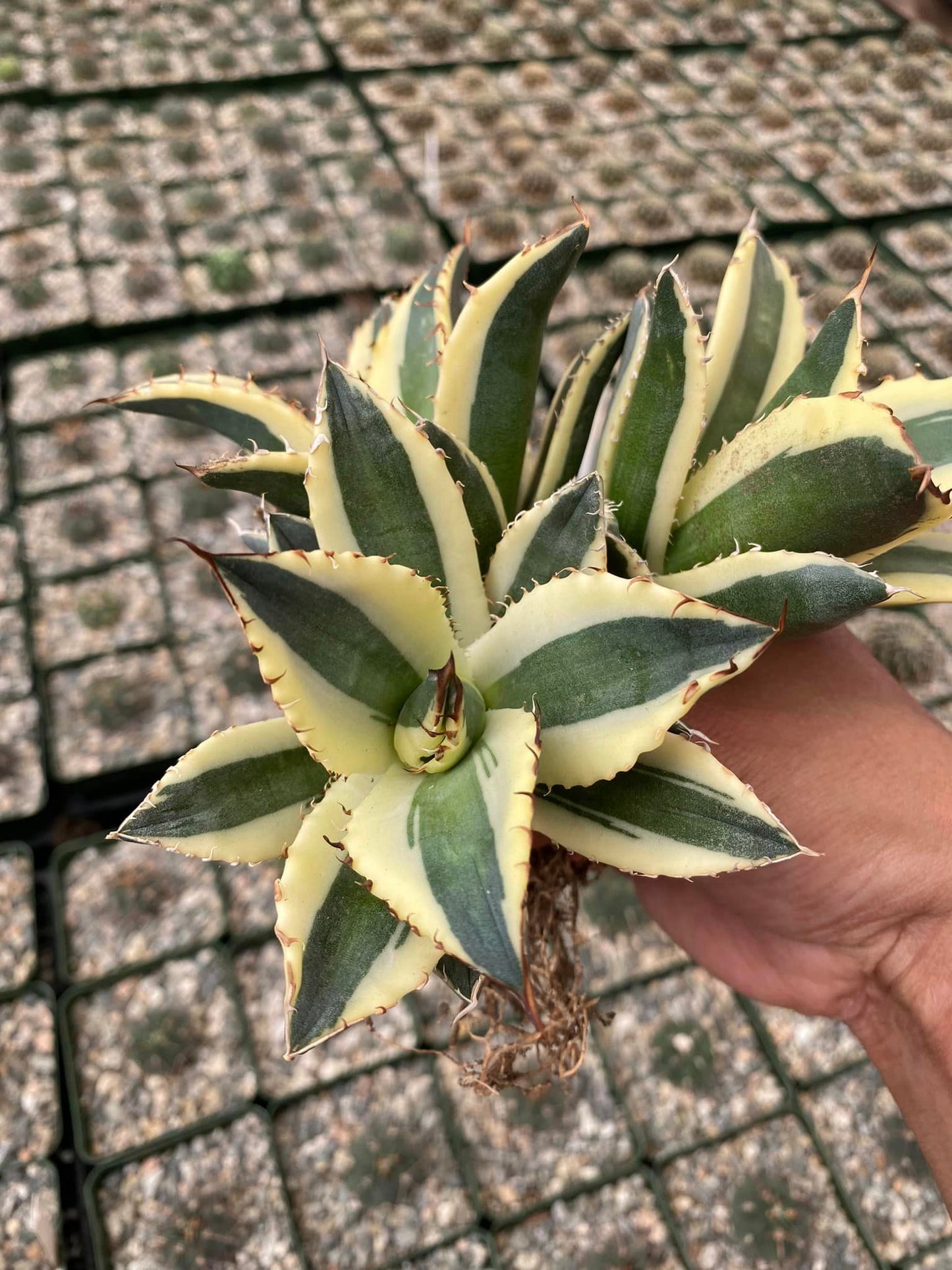 Agave snaggle tooth