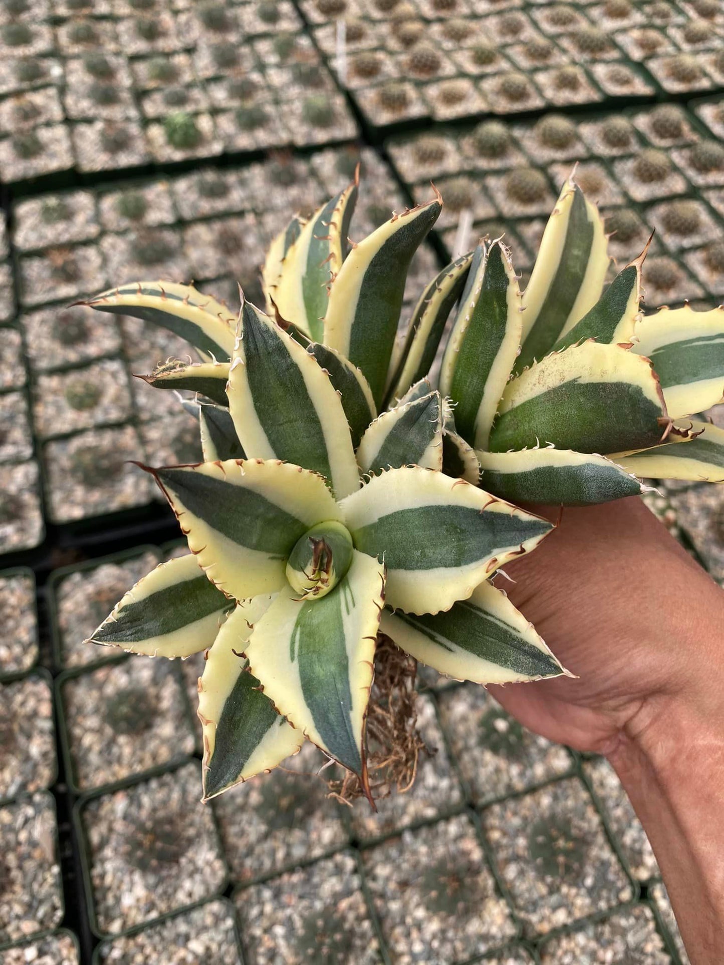 Agave snaggle tooth