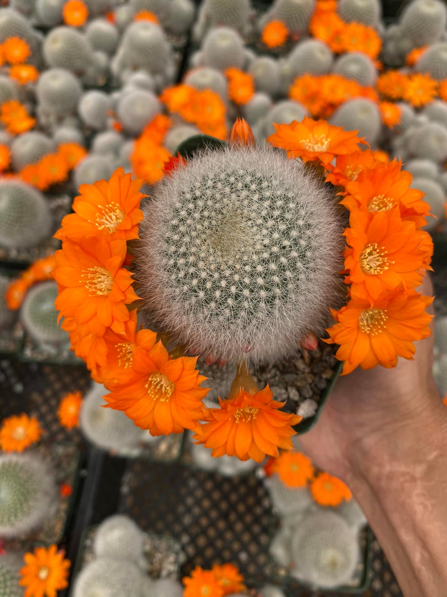 Rebutia Muscula