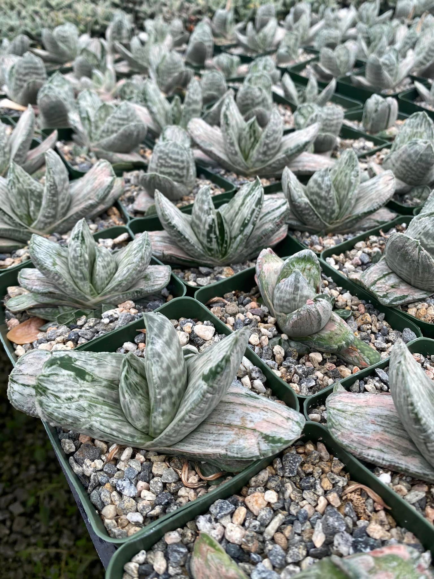 Gasteria sakura fuji variegada