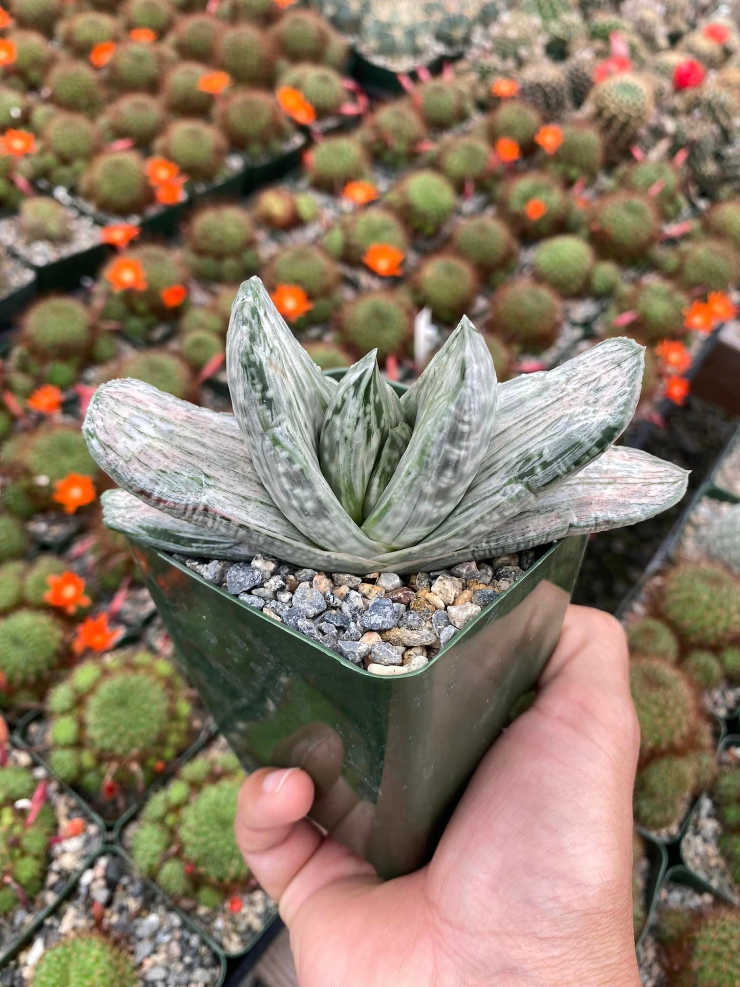 Gasteria sakura fuji variegada