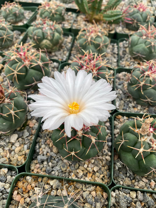 Thelocactus lloydii