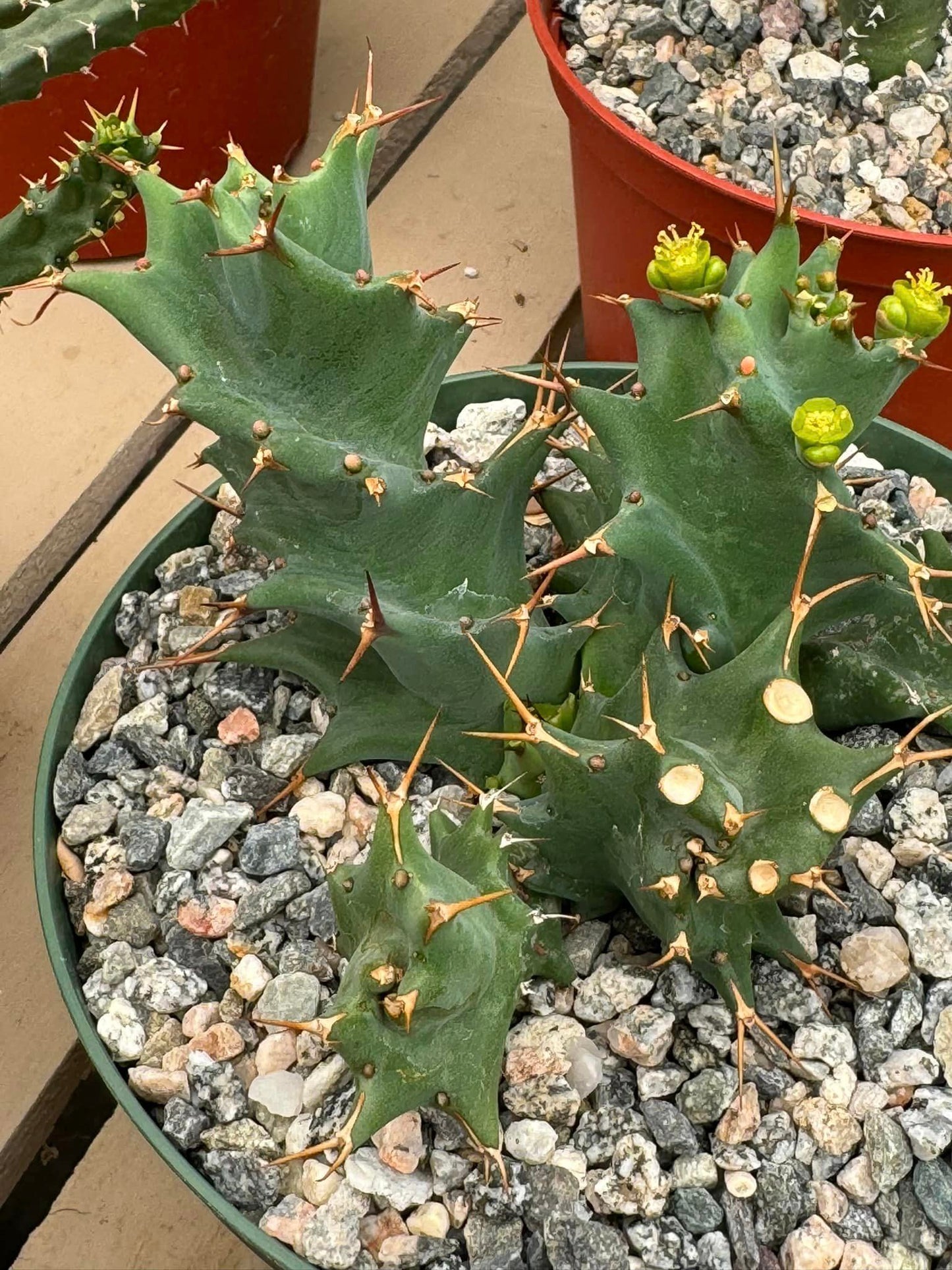 Euphorbia tortirama