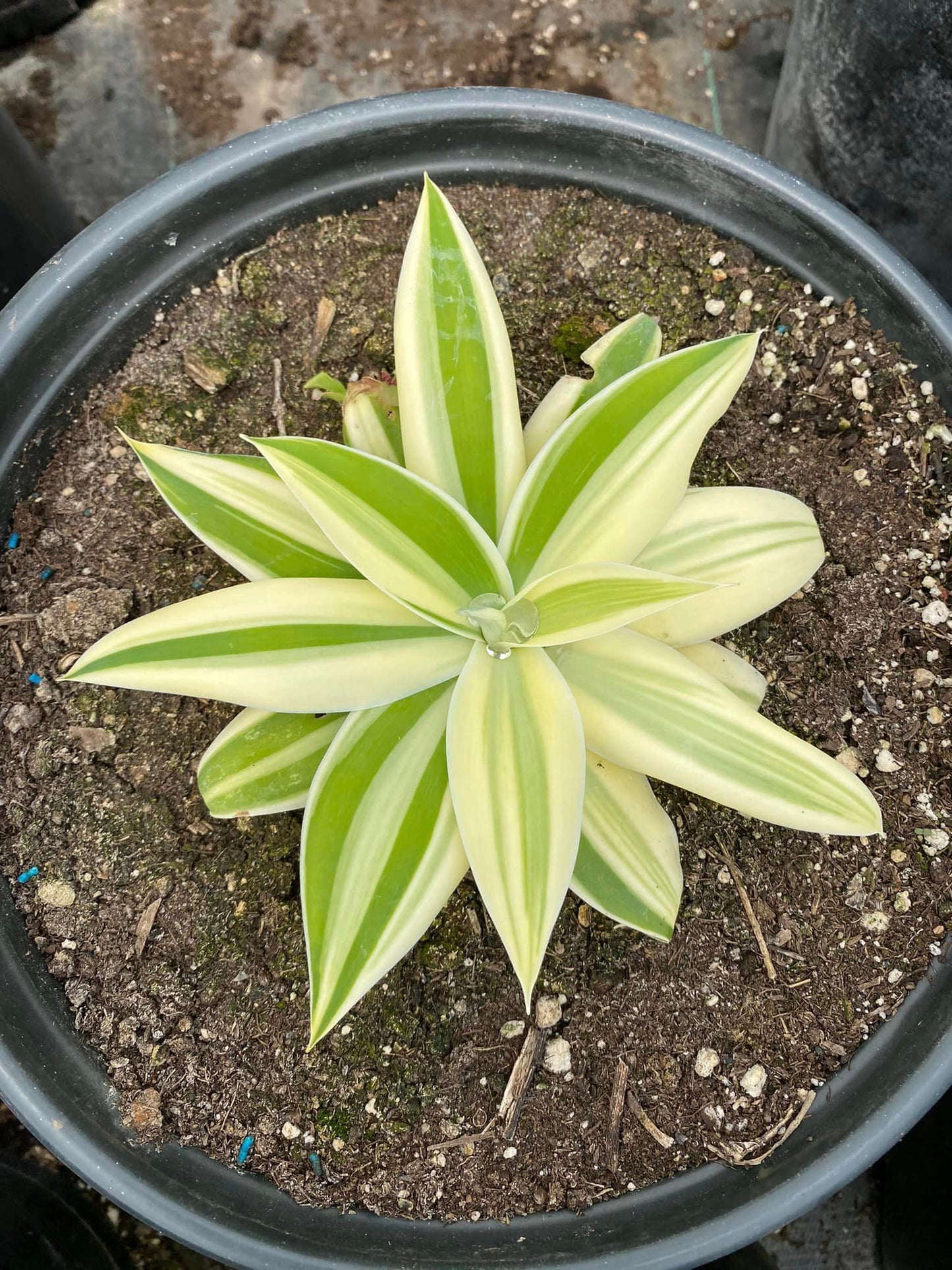 Agave attenuata ‘ray of light’ half moon variegated