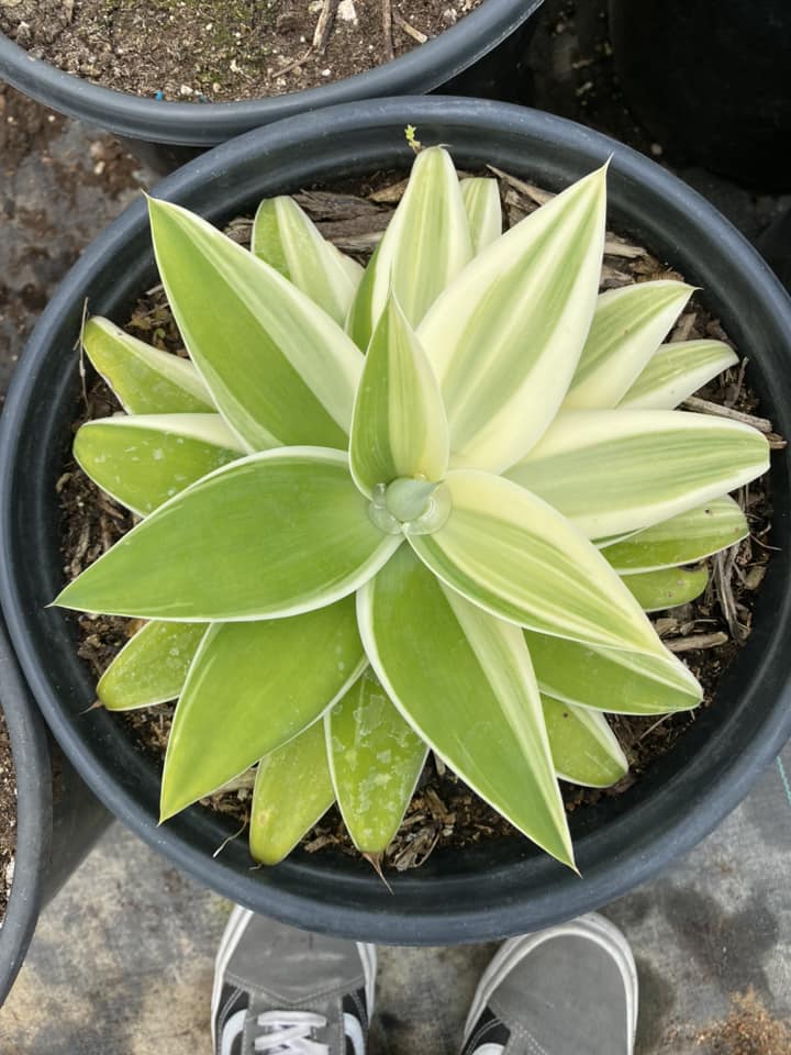 Agave attenuata ‘ray of light’ half moon variegated