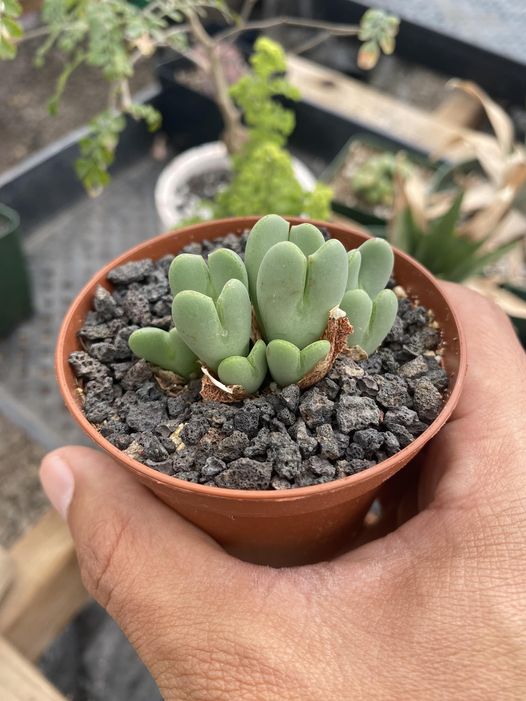 Conophytum bilobum h