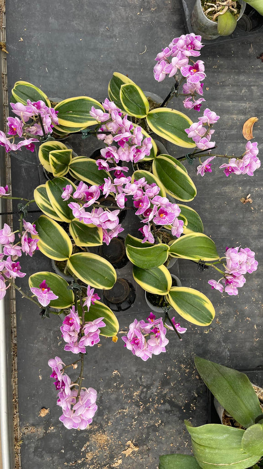 Orquídea Variegada