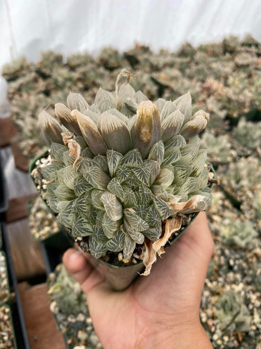 Haworthia cuspidata cooperi