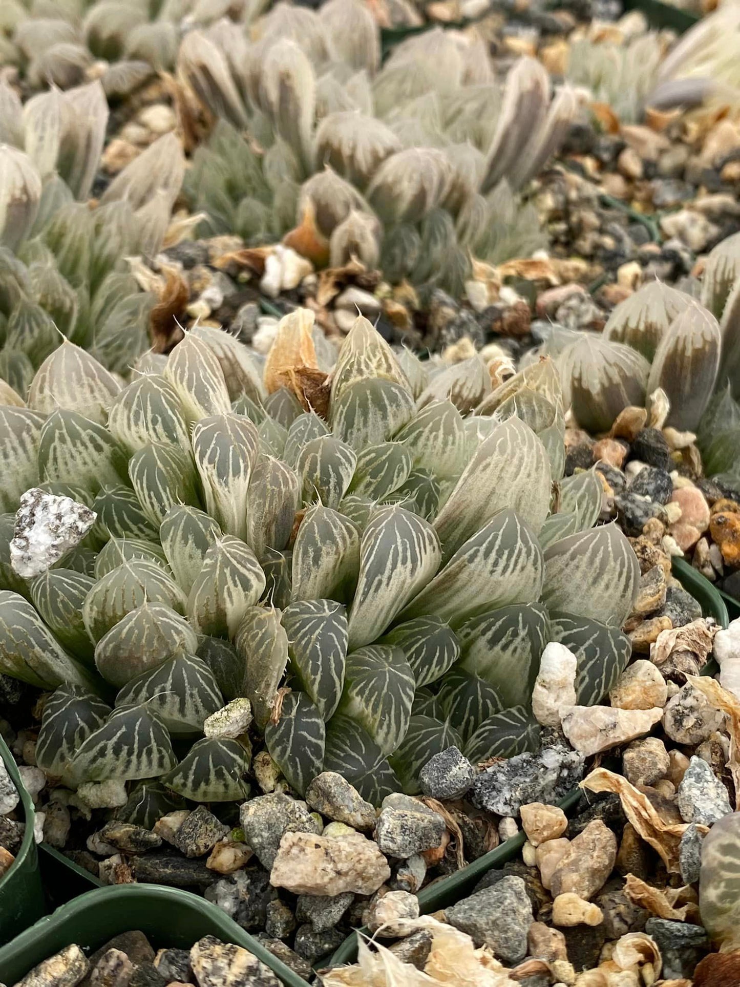 Haworthia cuspidata cooperi