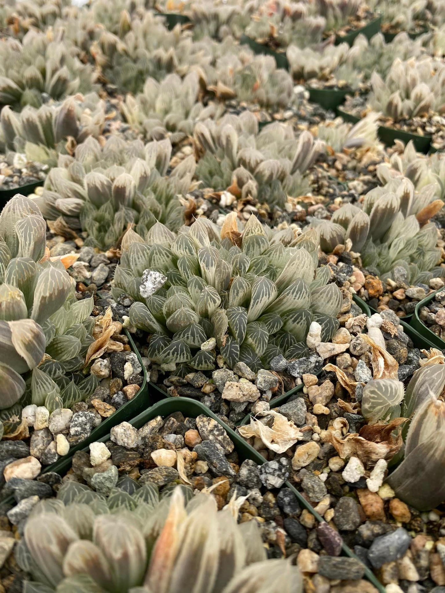 Haworthia cuspidata cooperi