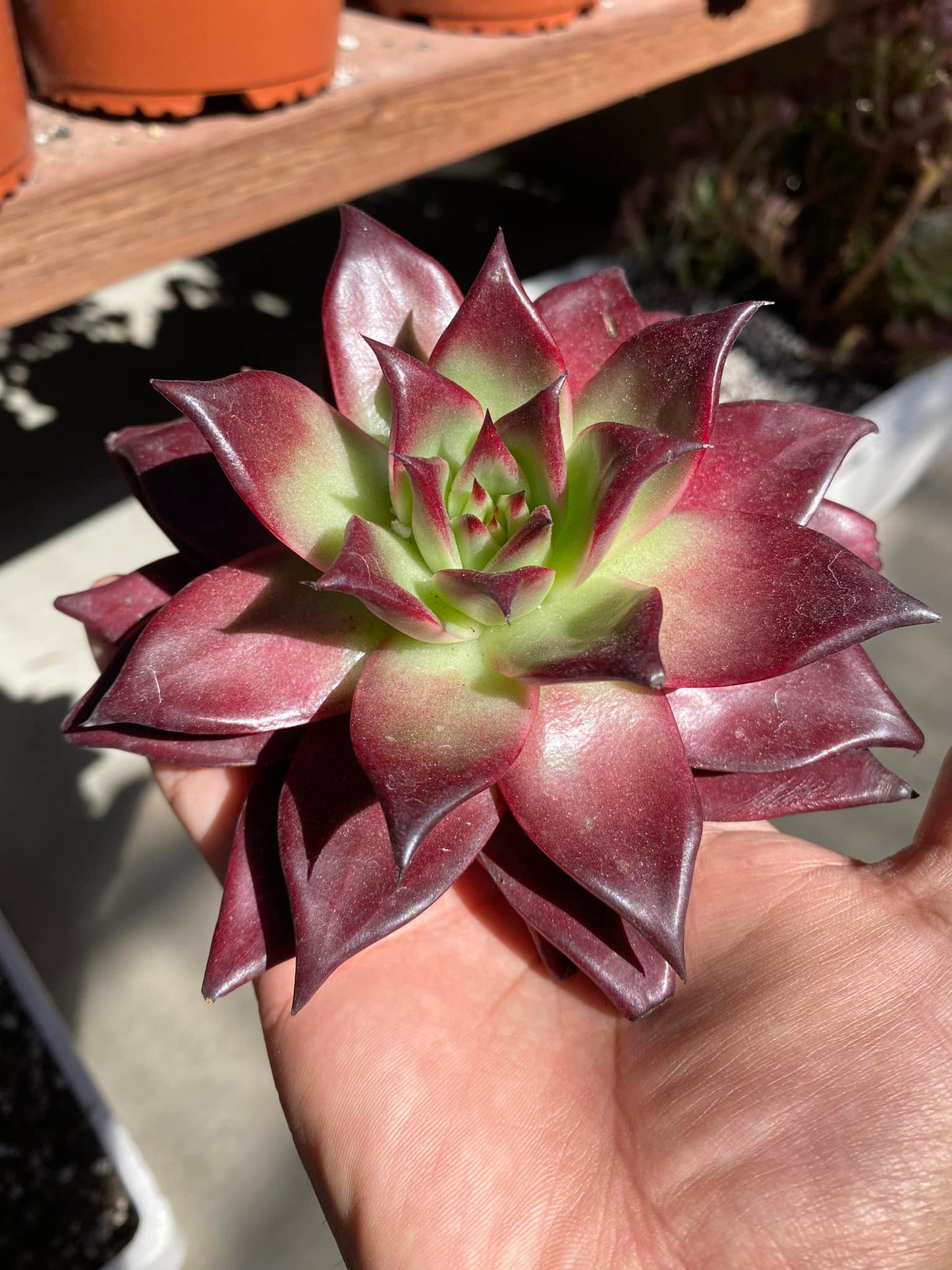 Echeveria Agavoide romeo