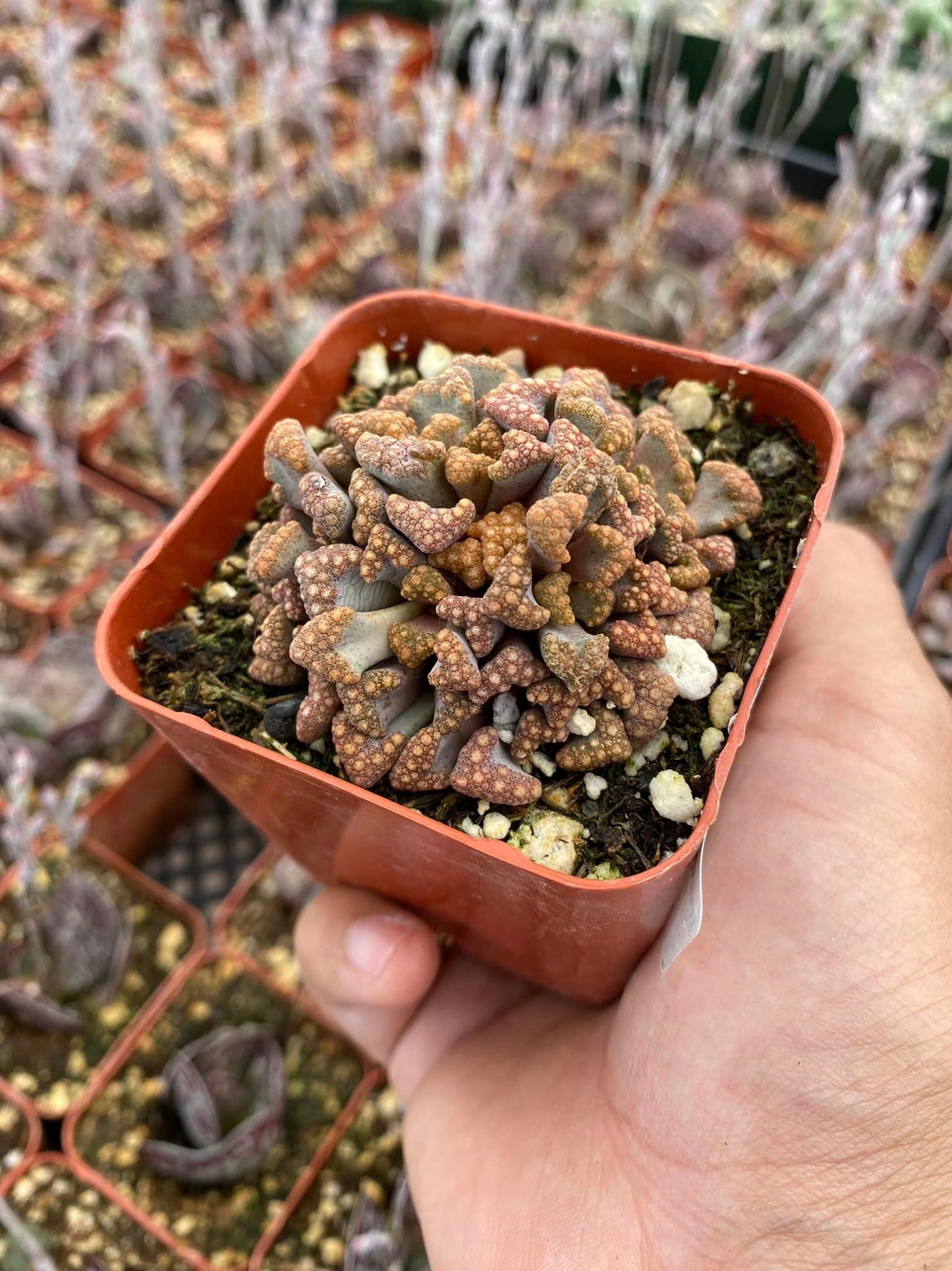 Titanopsis Hugo-schlechteri