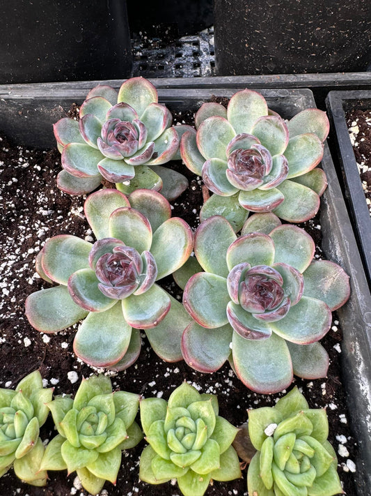 Echeveria 'Dark Opal'