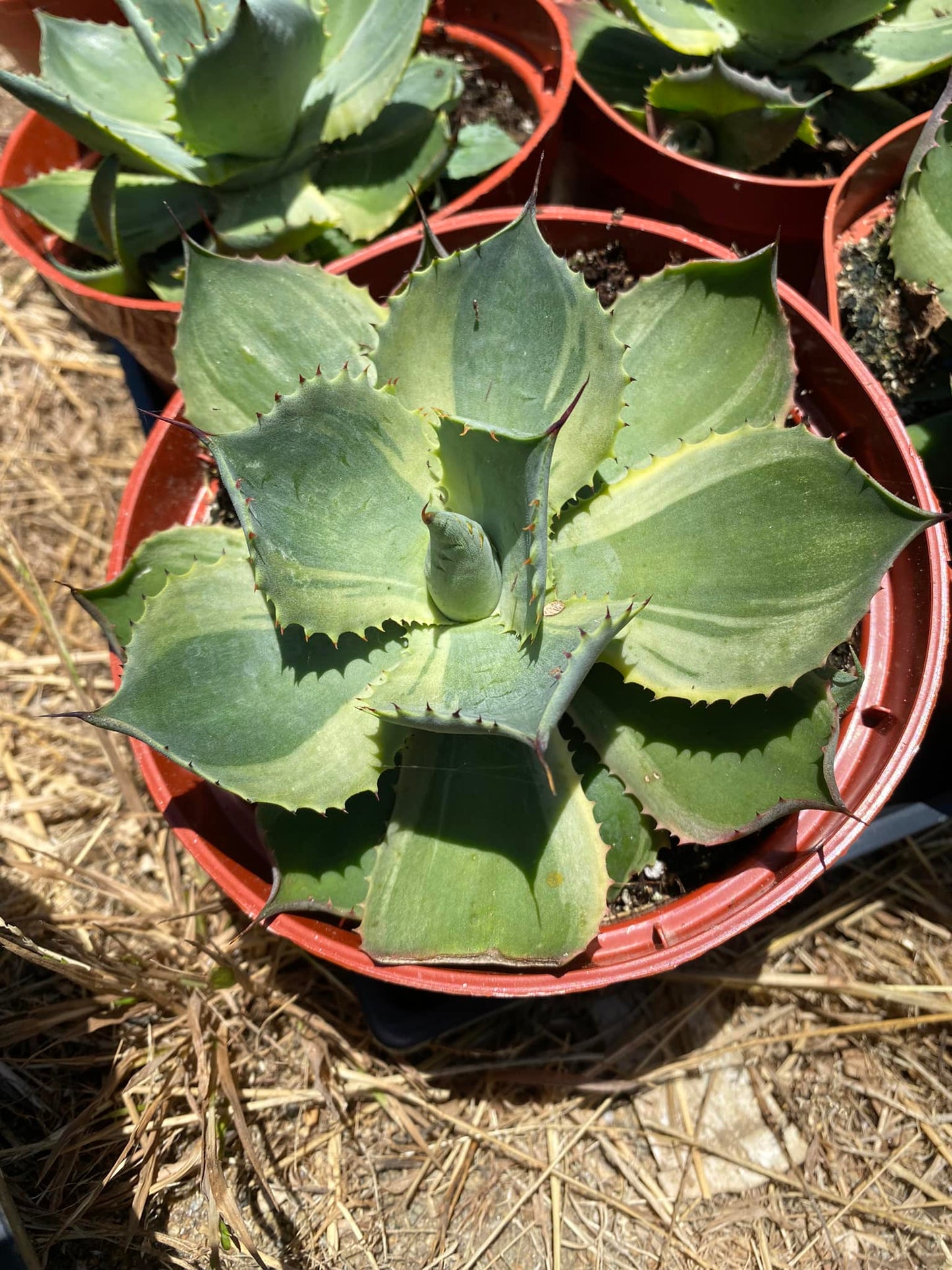 Agave parryi var. truncata Variegada