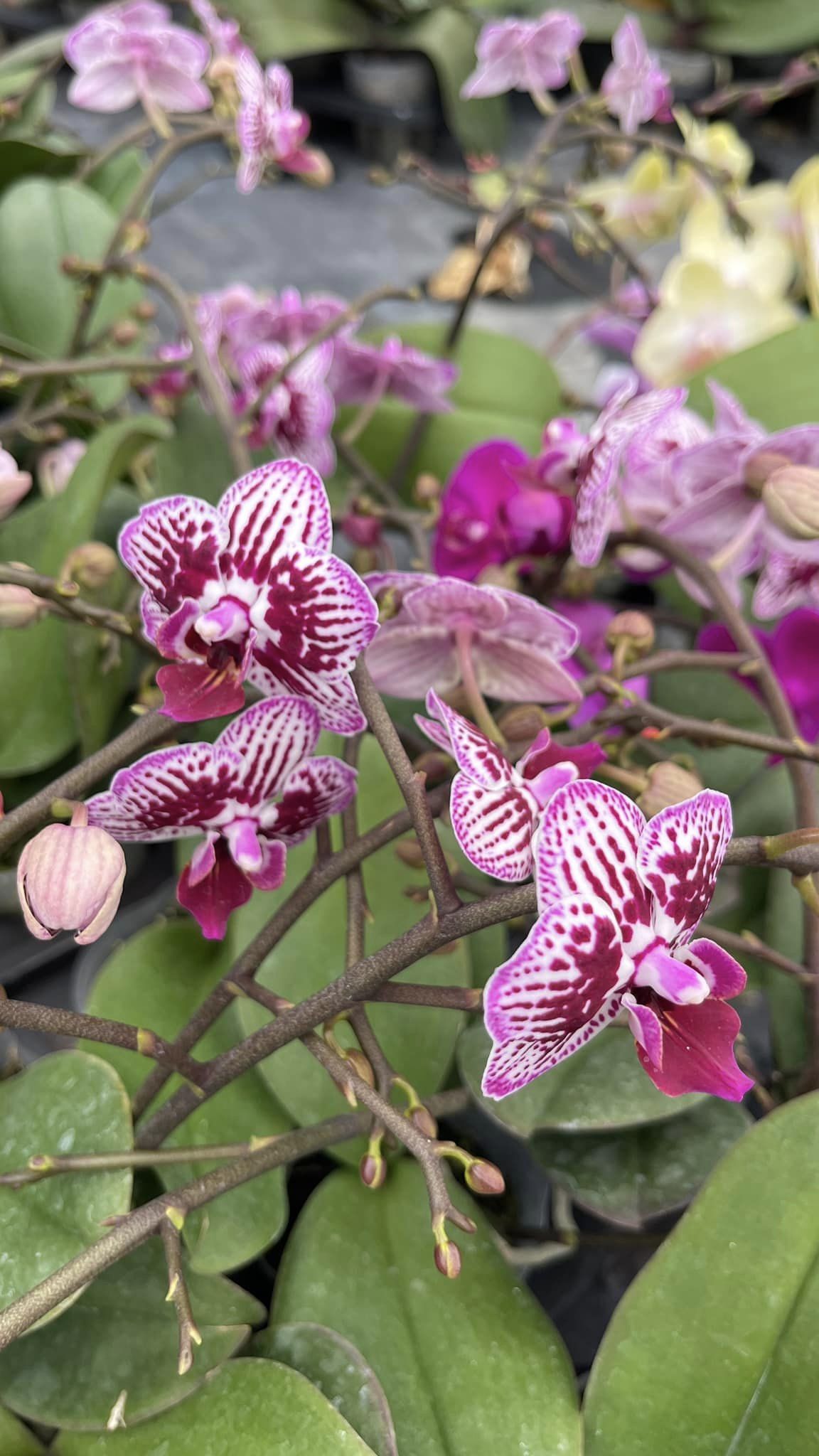 Orquídeas