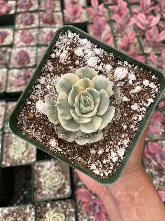 Echeveria onslow Variegada