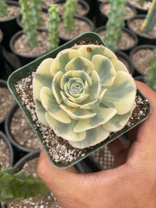 Echeveria compton carousel